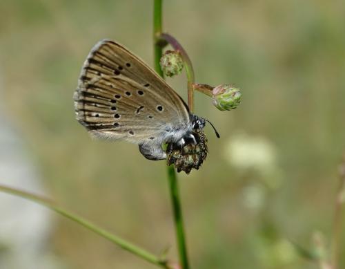 Phengaris teleius